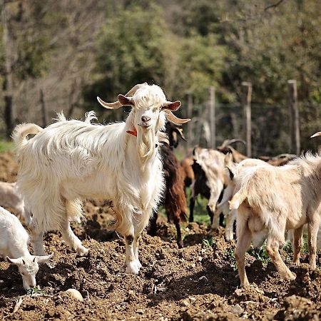 Вілла Casa Agricola Scorziello Serre  Екстер'єр фото