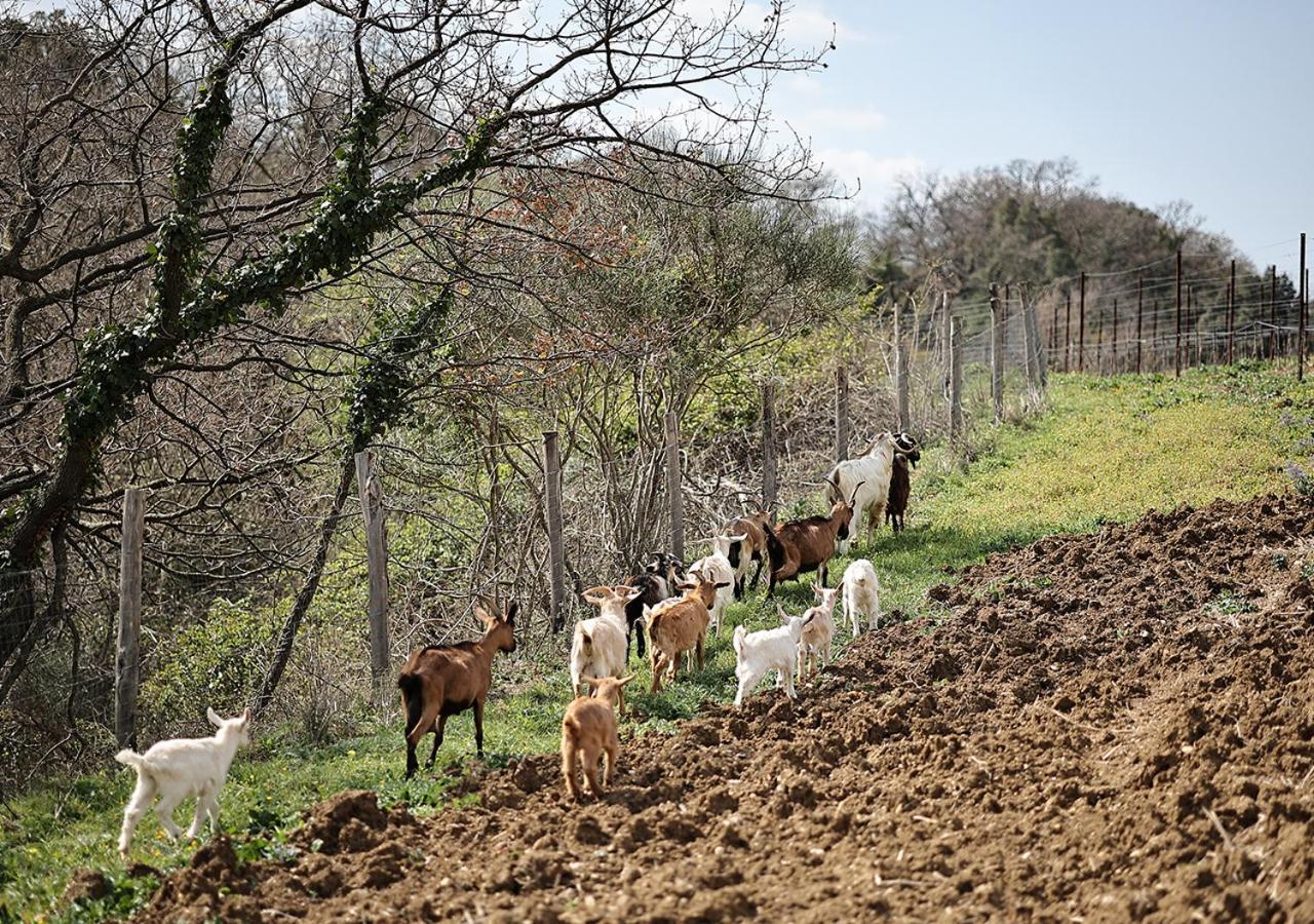 Вілла Casa Agricola Scorziello Serre  Екстер'єр фото