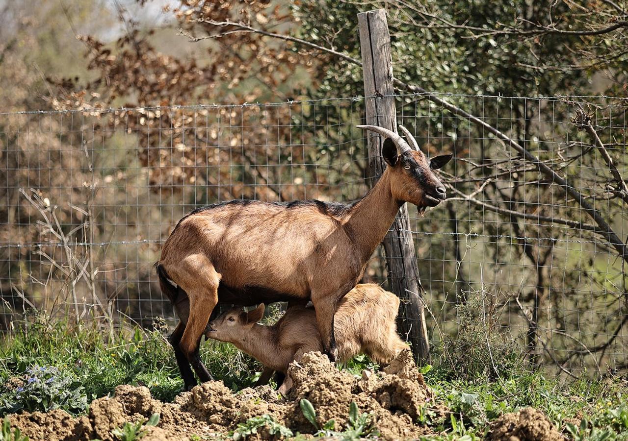 Вілла Casa Agricola Scorziello Serre  Екстер'єр фото